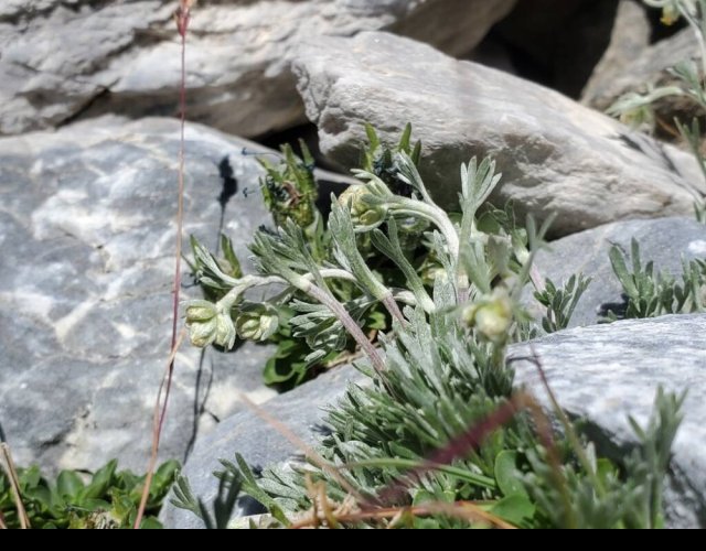 L'Armoise en ombelle, Artemisia umbelliformis &copy;Photo Ph. Pellicier