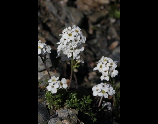 L'Hornungie des ALpes ou cresson des chamois &copy;photo Ph. Pellicier