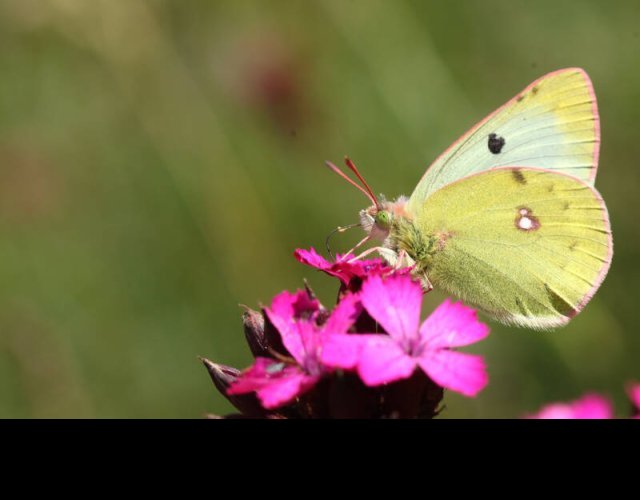 Le Candide ou souffré des montagnes (Colias phicomone) &copy;Photo Ph. Pellicier