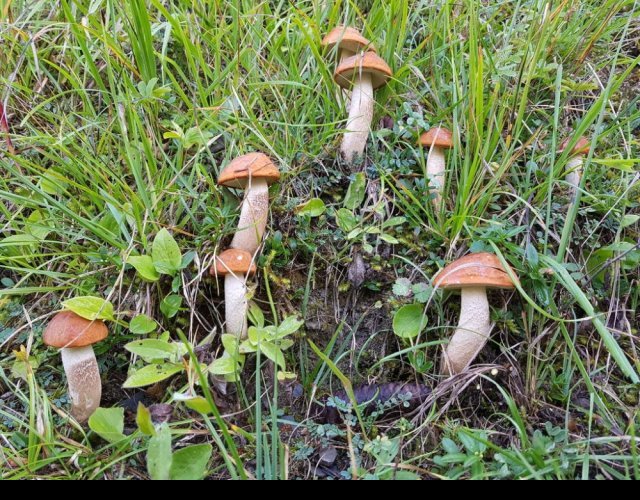 Le Bolet orangé des peupliers, Leccinum albostipitatum &copy;Photo Ph. Pellicier