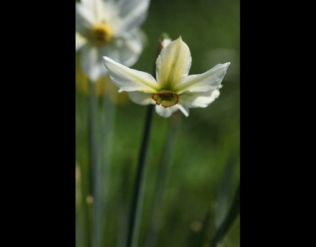 Le Narcisse &copy;photo P. Pellicier