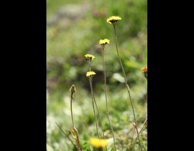 Piloselle en corymbe, Pilosella corymbuloides &copy;Photo Ph. Pellicier