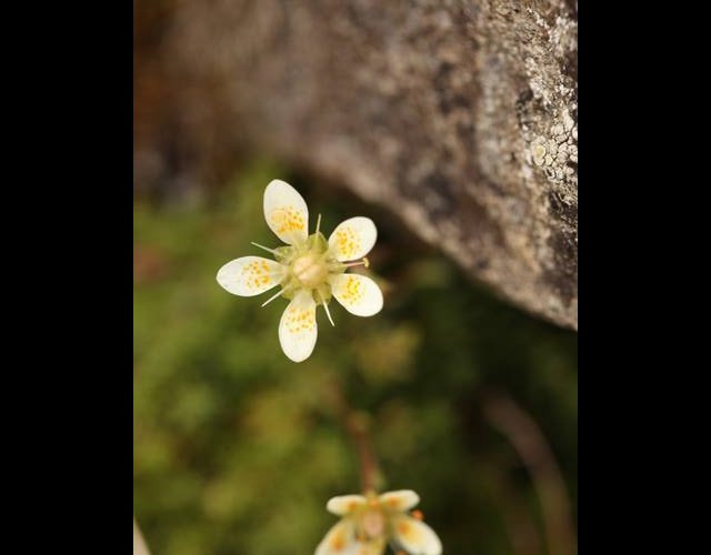Saxifrage fausse mousse (Saxifraga bryoides) &copy;Photo Ph. Pellicier