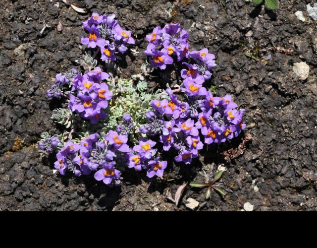 Linaire des Alpes, Linaria alpina &copy;Photo Ph. Pellicier