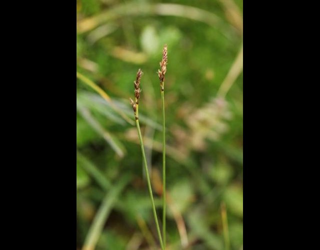 Laiche simple (Carex bipartita), protégée &copy;Photo Ph. Pellicier