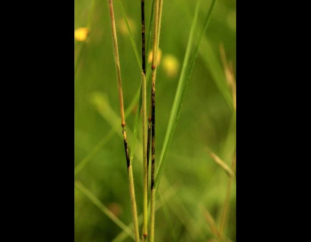 Ustilago hypodytes, un champignon parasite sur le brome &copy;photo Ph. Pellicier