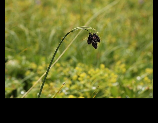 Laîche très noire (Carex atrata var. aterrima) &copy;Photo Ph. Pellicier