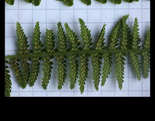 Dessous d'une pinnule de la fougère femelle &copy;photo Ph. Pellicier