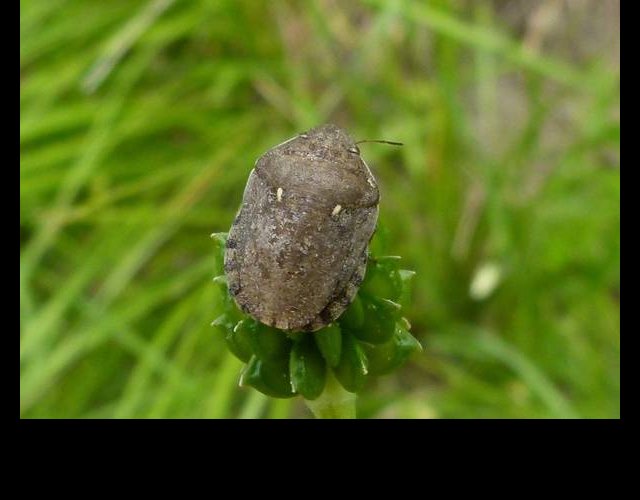 Erygaster maura &copy;photo C. Desjacquot
