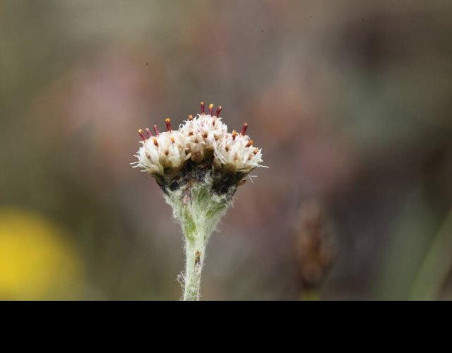 Antennaire des Carpates, Antennaria carpatica &copy;Photo Ph. Pellicier