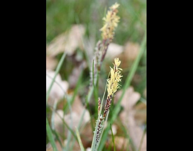 Laîche glauque (Carex flacca) &copy;photo R. Theaud