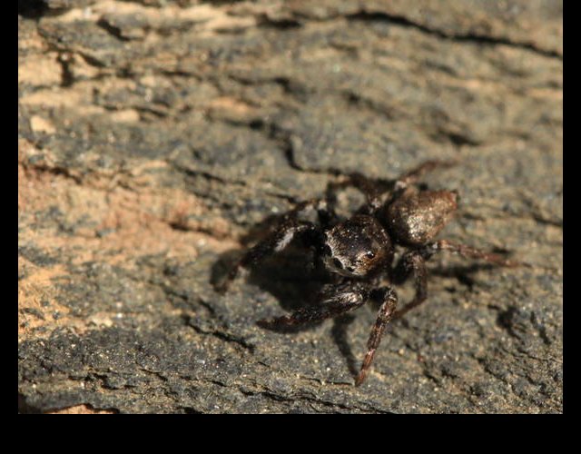 Evarchia arcuata, une minuscule araignée sauteuse &copy;photo Ph. Pellicier