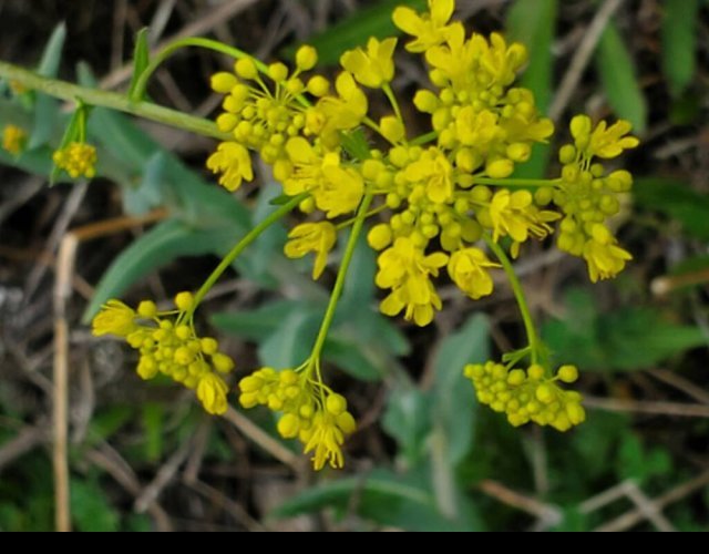 Pastel des teinturiers, portion de l'inflorescence