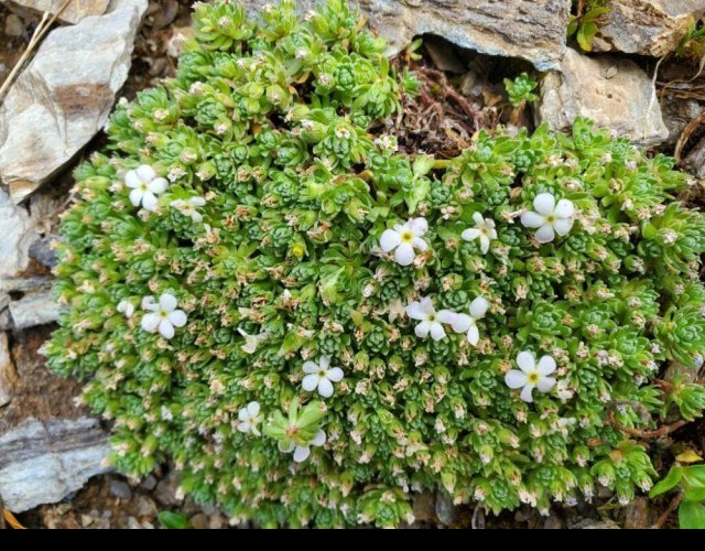 Androsace alpine &copy;Photo Ph. Pellicier