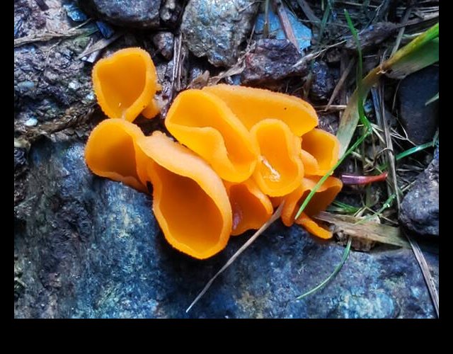 Pézize orangée