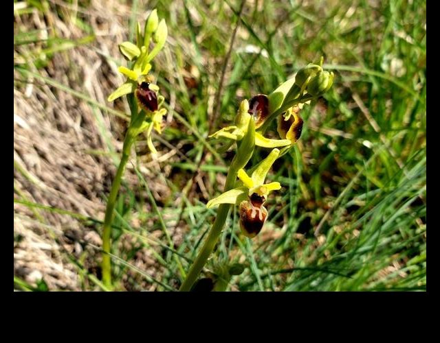 Ophrys araignée &copy;Photo O. Lussiana
