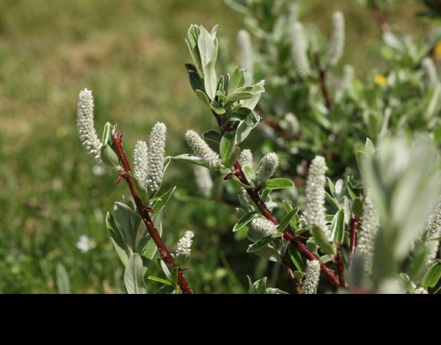 Saule de Suisse, Salix helvetica &copy;Photo Ph. Pellicier