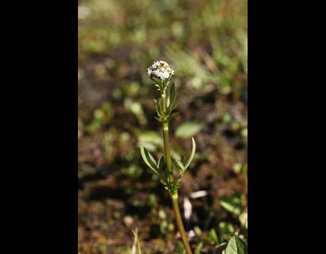 Valériane dioïque (Valeriana dioica) &copy;Photo Ph. Pellicier