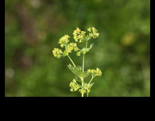 Alchémille incisée (Alchemilla incisa) &copy;Photo Ph. Pellicier