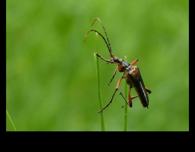 Stenocorus meridianus &copy;photo C. Desjacquot