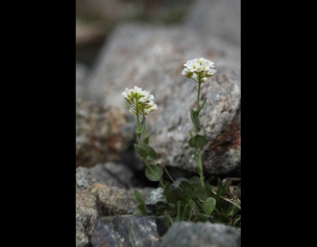 Tabouret du Cervin, Noccaea alpestris subsp. sylvium  &copy;Photo Ph. Pellicier