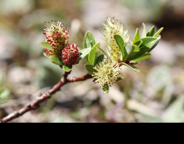 Saule rampant, Salix repens &copy;Photo Ph. Pellicier