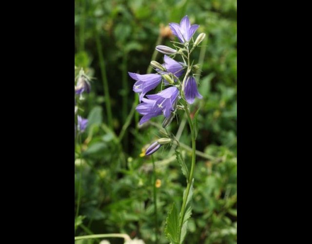 Campanule à feuilles en losange, Calpanula rhomboidalis