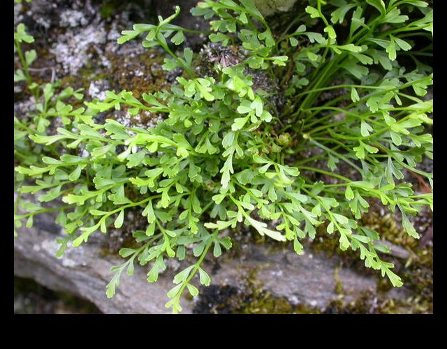 L'hybride Asplenium x clermontae &copy;photo Ph. Pellicier