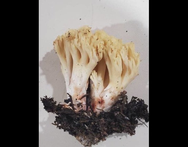 La clavaire sanguine, Ramaria sanguinea