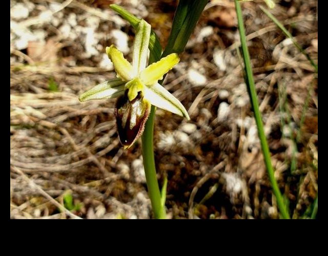 Ophrys araignée &copy;Photo O. Lussiana