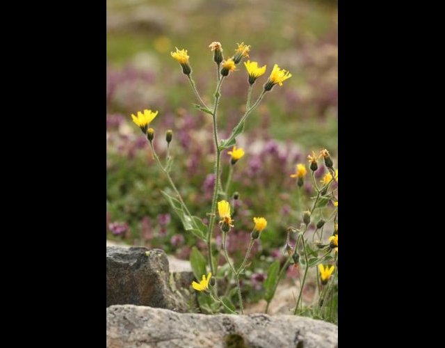 Épervière de Moris (Hieracium morisianum) &copy;Photo Ph. Pellicier