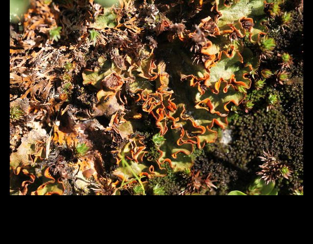 Solorina crocea, le lichen des combes à neige &copy;photo Ph. Pellicier