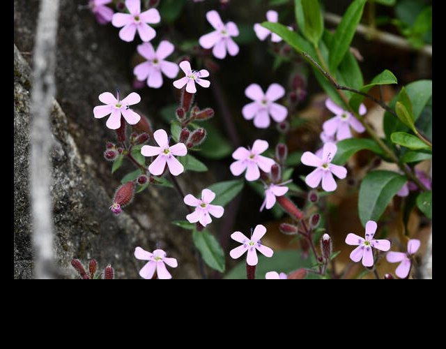 Saponaire de Montpellier (Saponaria ocymioides) &copy;photo R. Theaud