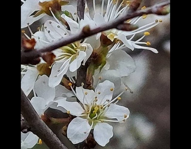 Le prunellier en fleurs &copy;Photo S. Millot