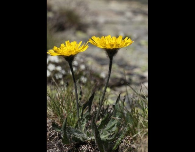 Épervière glanduleuse, Hieracium glanduliferum &copy;Photo Ph. Pellicier