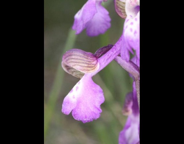 L'Orchis bouffon &copy;Photo Ph. Pellicier