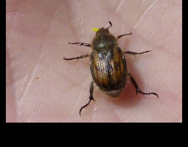 Anisoplia africola, un petit coléoptère &copy;photo C. Desjacquot