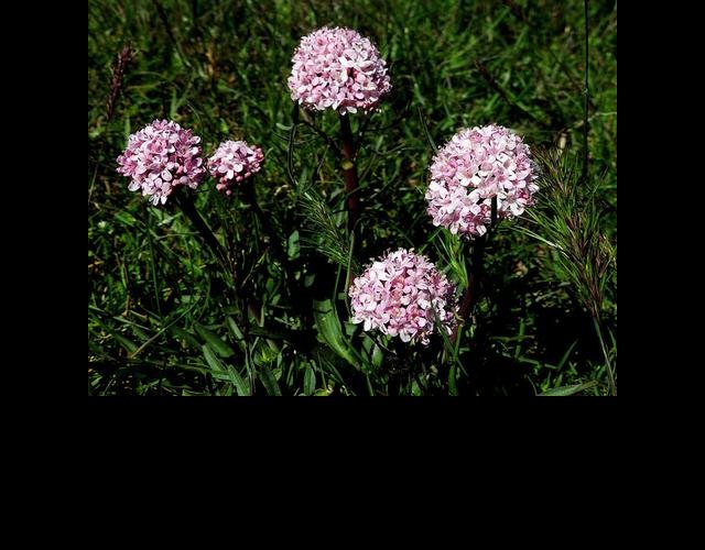La valériane tubéreuse (Valeriana tuberosa) &copy;photo O. Lussiana