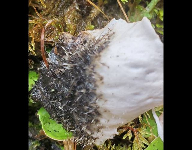 Peltigera aphtosa, face inférieure