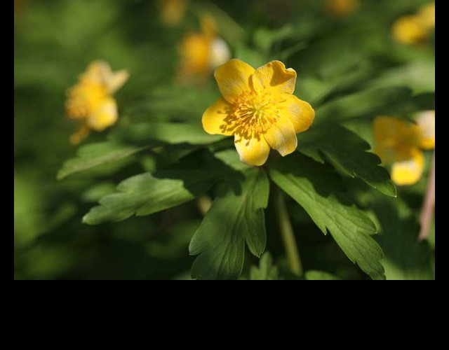 Anemone fausse renoncule &copy;Photo Ph. Pellicier