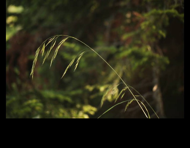 Le brome de Beneken &copy;photo Ph. Pellicier