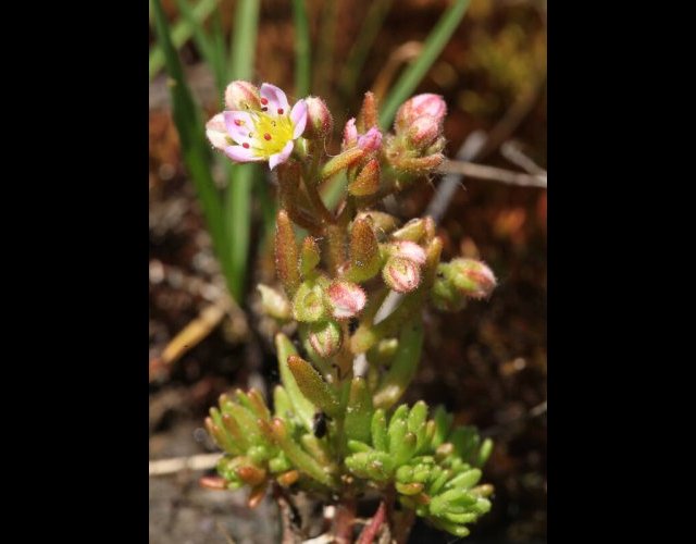 Orpin pubescent, Sedum villosum &copy;Photo Ph. Pellicier