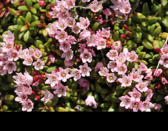 Azalée naine, Kalmia procumbens &copy;Photo Ph. Pellicier