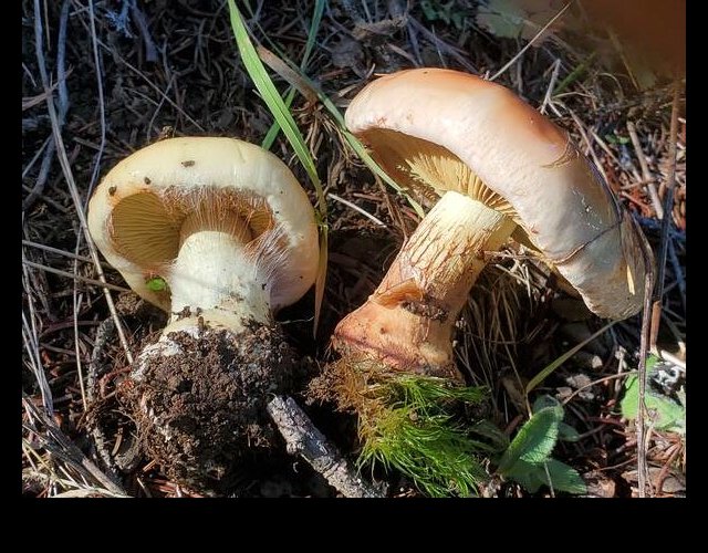 Cordinaire très odorant, Cortinarius odorifer