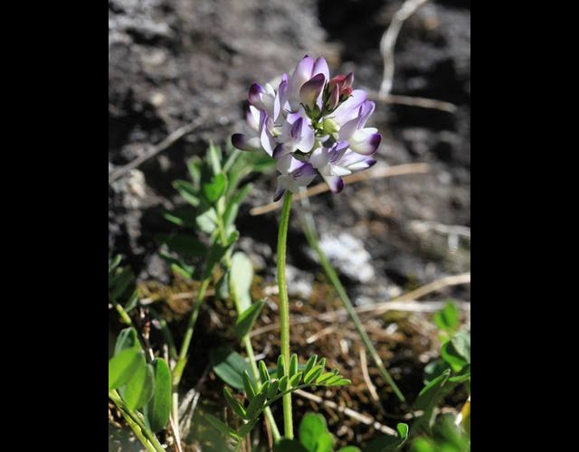 L'Astragal des Alpes &copy;photo Ph. Pellicier