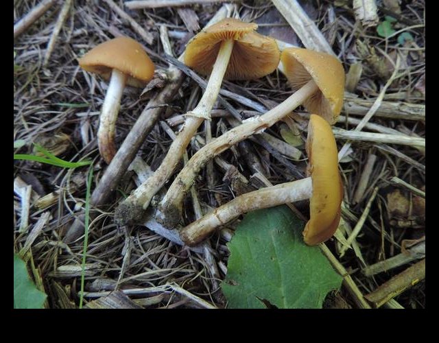 Le Conocybe printanier &copy;photo O. Lussiana