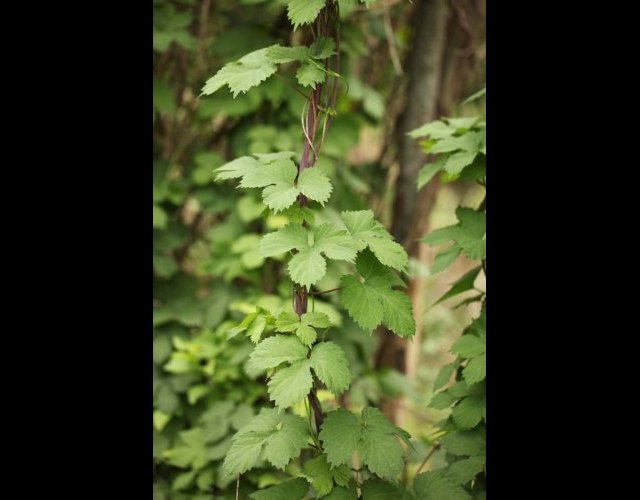 Le Houblon &copy;Photo Ph. Pellicier