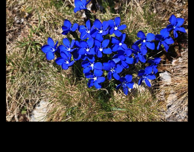 la Gentian orbiculaire &copy;photo Ph. Pellicier