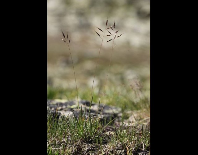 Avoine bigarrée, Helictochloa versicolor &copy;Photo Ph. Pellicier