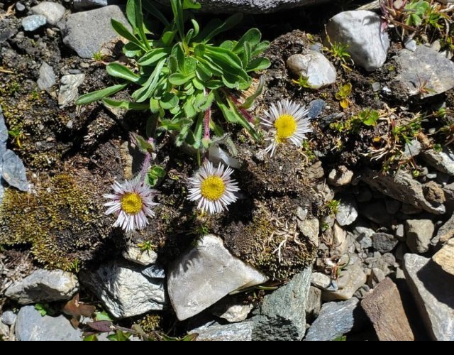 Vergerette uniflore, Erigeron uniflorus subsp. uniflorus &copy;Photo Ph. Pellicier